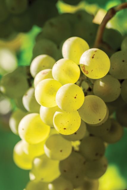 Minoan Path: Knossos Palace, Winery Visit, Lunch at Archanes - Breaking Down the Cost and Overall Value