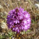 Mistra Valley and Selmun Private Nature Tour with Transport - Who Should Consider This Tour?