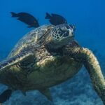 Moanas Waikk Grand Guided Turtle Snorkel & Sailing Adventure - Why This Tour Offers Great Value