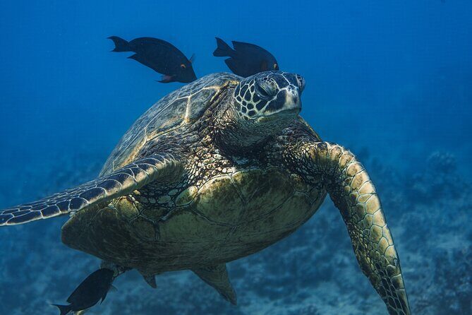 Moanas Waikk Grand Guided Turtle Snorkel & Sailing Adventure - Why This Tour Offers Great Value