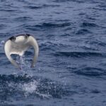 Mobula Ray Snorkeling - The Real Deal from Travelers