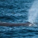 Mobulas and Cetaceans Day Trip - The Booking Process and Practicalities