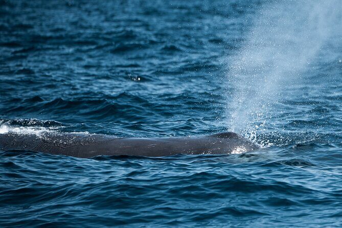 Mobulas and Cetaceans Day Trip - The Booking Process and Practicalities