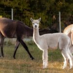 Mödling/Vienna: Scenic Guided Hike with Alpacas and Llamas - A Closer Look at What You Can Expect