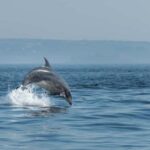 Molène Archipelago: Sea trips from Crozon. Seals, dolphins, - Practical Details and Tips