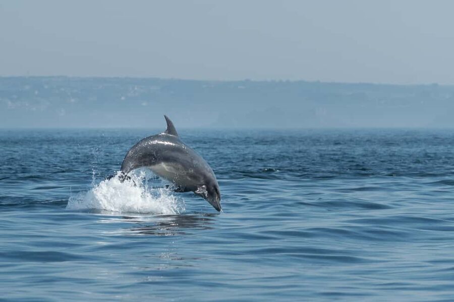 Molène Archipelago: Sea trips from Crozon. Seals, dolphins, - Practical Details and Tips