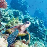 Molokini & Turtle Adventure: Small Group from Ma'alaea Harbor - The Value of the Experience