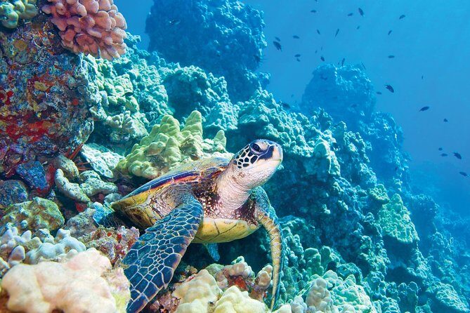 Molokini & Turtle Adventure: Small Group from Ma'alaea Harbor - The Value of the Experience