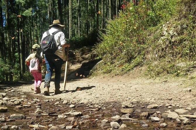 Monarch Butterfly Tour from Mexico City - What’s Included and What’s Not