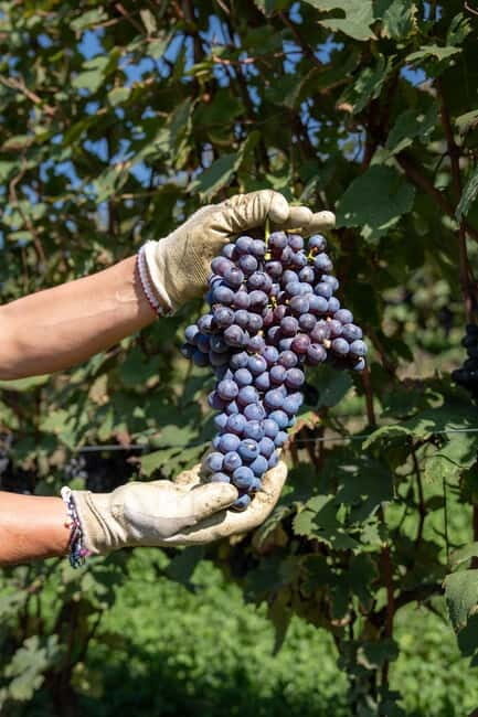 Monforte d'Alba: 7 glasses of Langhe with visit to Winery and Vineyards - What Makes This Experience Stand Out