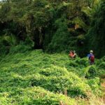 Monkey Mountain Jungle Hike Adventure - Logistics: What to Expect