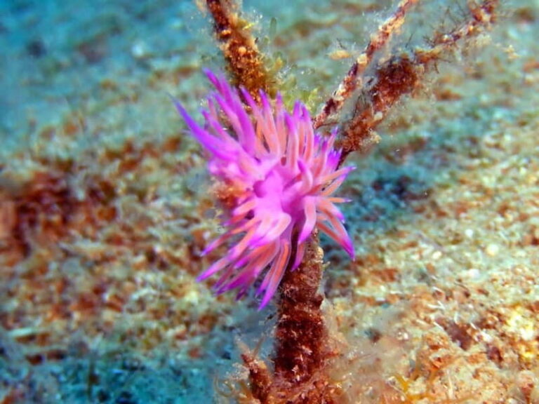 Mononaftis: Certified Scuba Diving - What to Expect from Your Mononaftis Dive