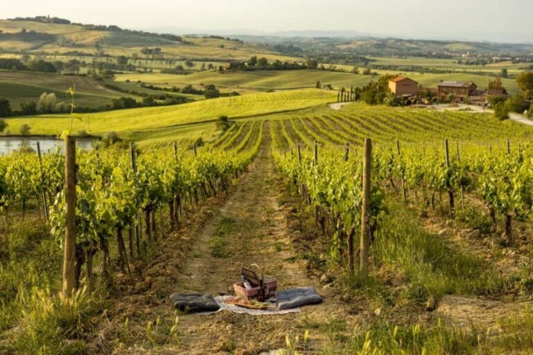 Montalcino: exclusive vineyard picnic with wine - What to Expect on the Day