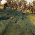 Montefalco: Winery and Oil Mill Tour in with Light Lunch - FAQs