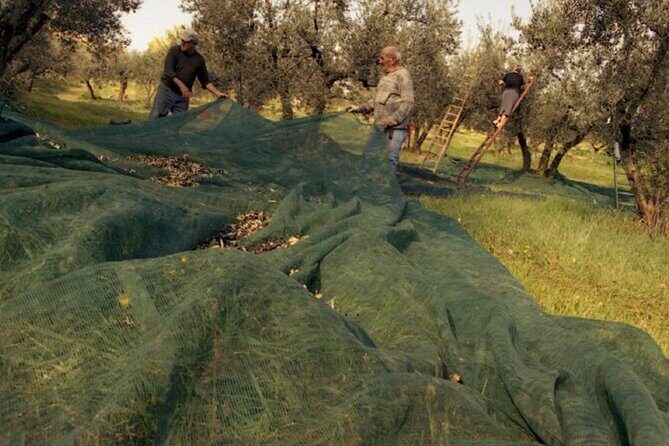 Montefalco: Winery and Oil Mill Tour in with Light Lunch - FAQs