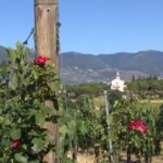 Montefalco: Winery and Vineyard Tour and Private Tasting - The Itinerary: Step by Step
