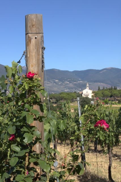 Montefalco: Winery and Vineyard Tour and Private Tasting - The Itinerary: Step by Step