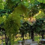 Montello: Wine, Cheese, and Honey Tasting at the Farm - Practical Details and What to Expect