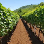 Montenegro: Nature, Locals & Wine Tour - What Makes This Tour Stand Out