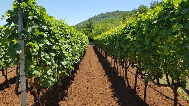 Montenegro: Nature, Locals & Wine Tour - What Makes This Tour Stand Out