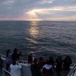 Monterey Whale Watching Tour - An In-Depth Look at the Monterey Whale Watching Experience