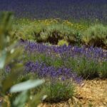 Montpellier:Journée Huile d'Olive, Vin, St Guilhem le Désert - Who Will Love This Tour?