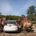 Montreal: Omega Park Canadian Wildlife Safari Adventure - Is It Worth the Price?