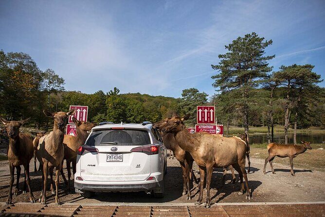 Montreal: Omega Park Canadian Wildlife Safari Adventure - Is It Worth the Price?