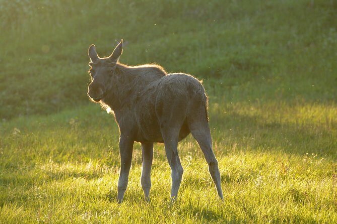 Moose Safari Bodo, Norway, Meet the Largest Land Animal in Europe - The Group Size and Atmosphere