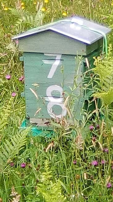 Morbihan: Beekeeping experience at Le Tour Du Parc - The Experience in Detail: A Closer Look