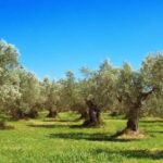 Morcone: Olive Oil Tasting and Cooking Class with Lunch - A Deep Dive into the Experience