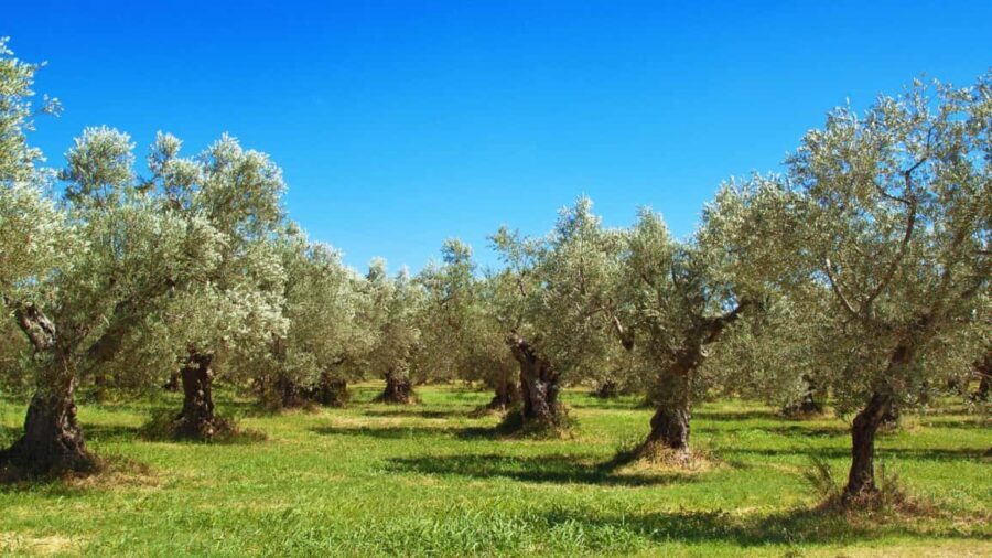 Morcone: Olive Oil Tasting and Cooking Class with Lunch - A Deep Dive into the Experience