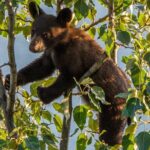 Morning Jasper National Park Wildlife Tour - The Itinerary in Detail