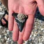 Morris Island Dolphin Cruise and Shelling Trip - Why This Tour Can Be a Great Choice