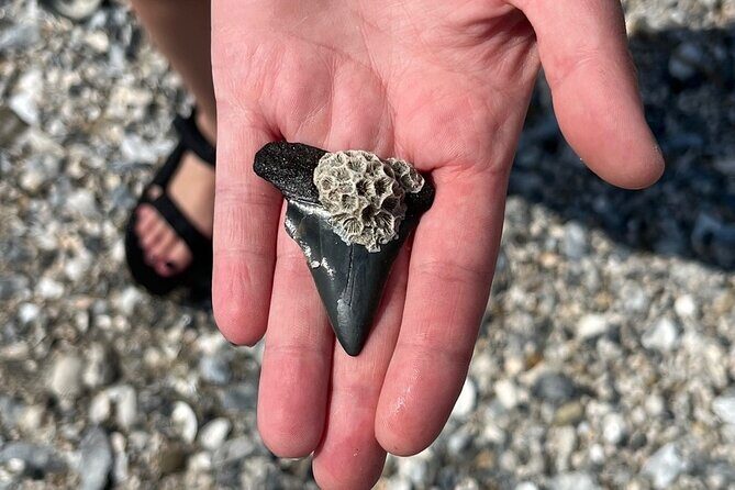 Morris Island Dolphin Cruise and Shelling Trip - Why This Tour Can Be a Great Choice