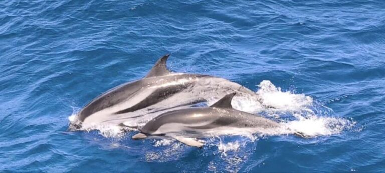 Morro Jable:Dolphin & Whale Watching Boat Tour & Snorkeling - Pricing and Value