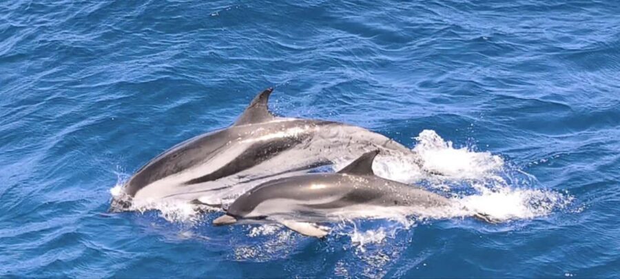 Morro Jable:Dolphin & Whale Watching Boat Tour & Snorkeling - Pricing and Value