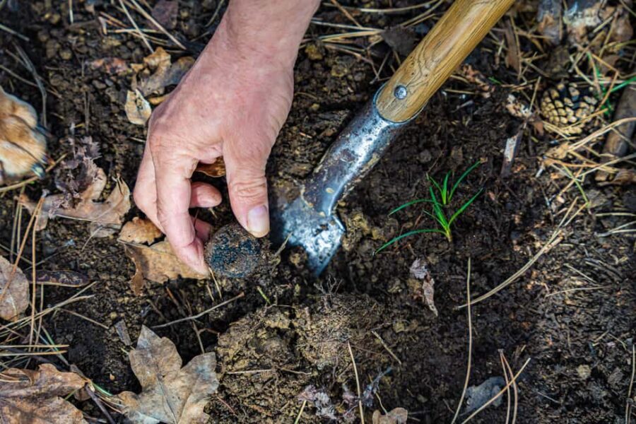 Motovun: Truffle Hunt & 3-Course Brunch with Locals - Starting in Motovun: The Hilltop Charm
