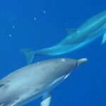 Mount Athos Sightseeing Luxury Cruise with Glassbottom - What to Expect Onboard