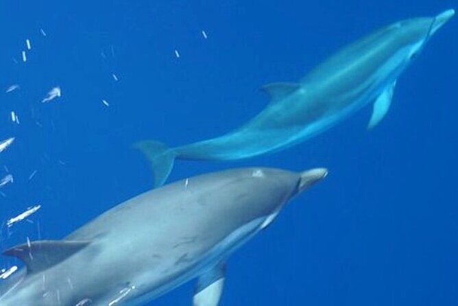 Mount Athos Sightseeing Luxury Cruise with Glassbottom - What to Expect Onboard