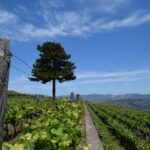 Mount Etna: Winery Tour and Tasting - Practical Details and Considerations