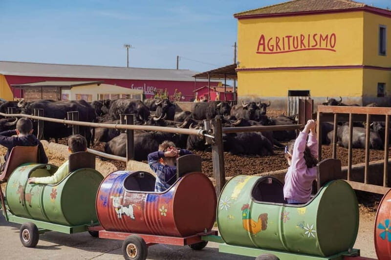 Mozzarella experience: discovering the art of cheese making - The Experience Itself: Pros and Cons