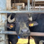 Mozzarella Experience: Tour + Lunch in Paestum's dairy - How the Tour Is Structured