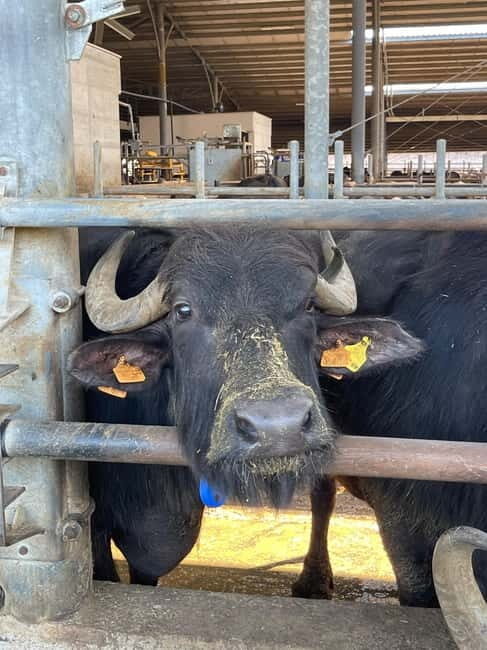 Mozzarella Experience: Tour + Lunch in Paestum's dairy - How the Tour Is Structured