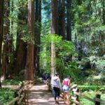 Muir Woods and Golden Gate Bridge 3-hour Private Group Tour - Muir Woods: The Redwoods