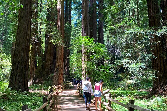 Muir Woods and Golden Gate Bridge 3-hour Private Group Tour - Muir Woods: The Redwoods