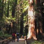 Muir Woods and Sausalito Morning Tour Small-Group Half Day - Authentic Traveler Feedback