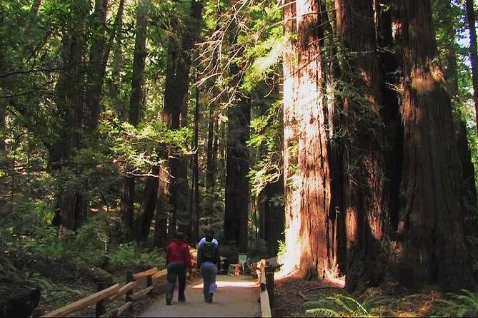 Muir Woods and Sausalito Morning Tour Small-Group Half Day - Authentic Traveler Feedback