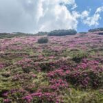 Multi day tour: Piatra Craiului & Bucegi Mountains - What to Expect from the Itinerary