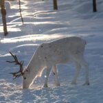 Muotkantunturi Park, Inari - Smoked salmon from Lake Inari and the Northern Lights - Tasting and Atmosphere